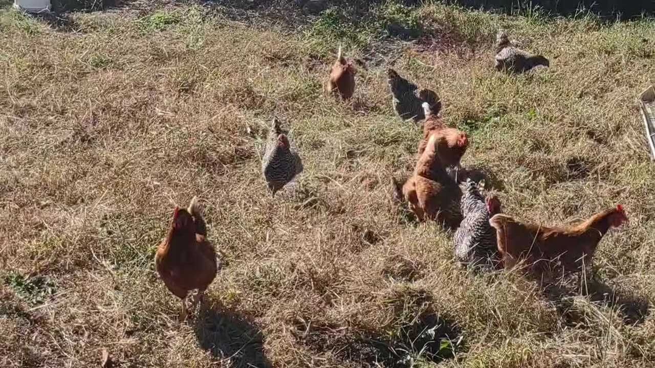 MY HENS ARE LOVING MY GARDEN 😁