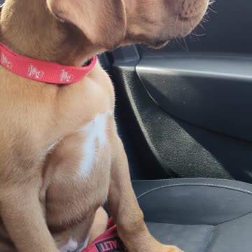 Puppies reaction to my music