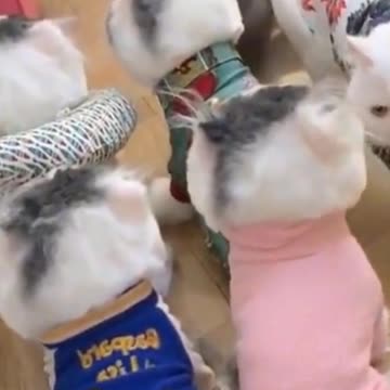 Kittens & Pups Cutest 2021 Try not to Laugh -3