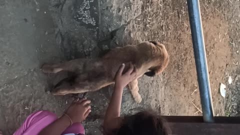 Babies playing with dog Love Love Love