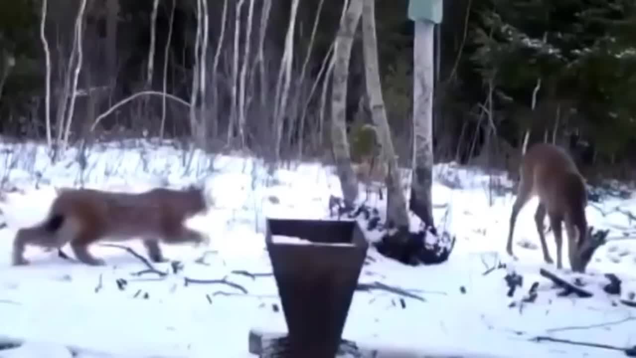 Animals flight video ,The hunter becomes prey