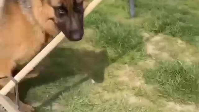 german shepherd - playing with a broom