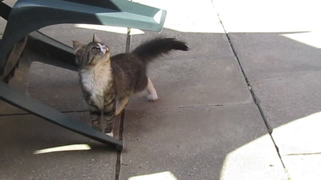 Video of a Cat Outdoors