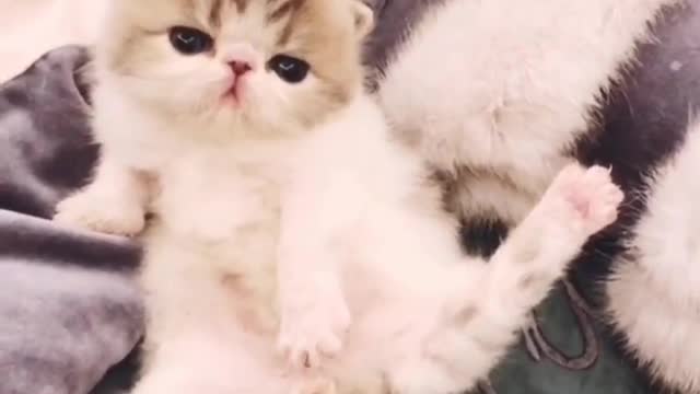 This multi-talented kitten can do the splits sitting down