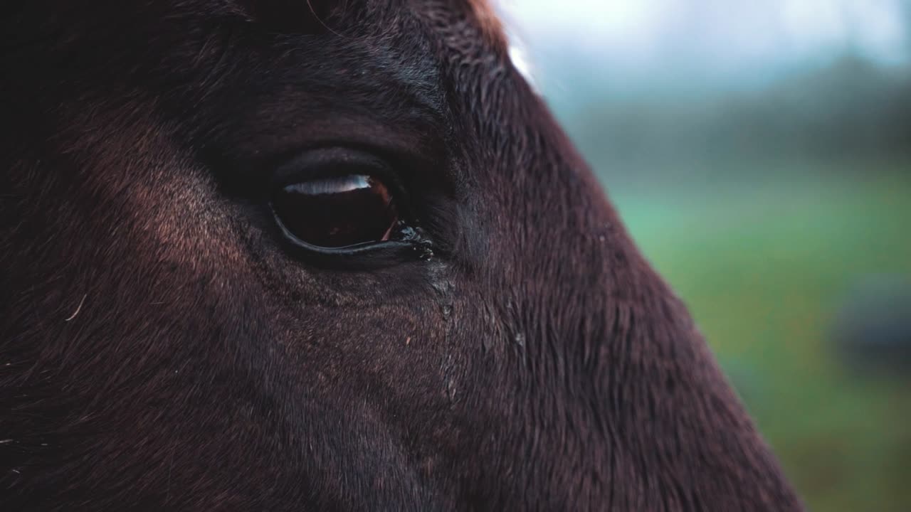 Beautiful black horse