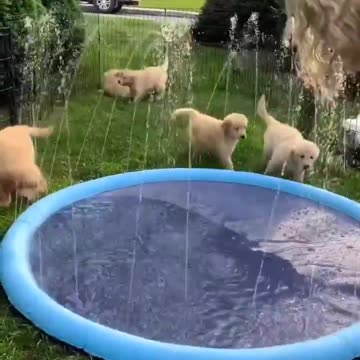 Cute Puppies play with sprinkler pool!