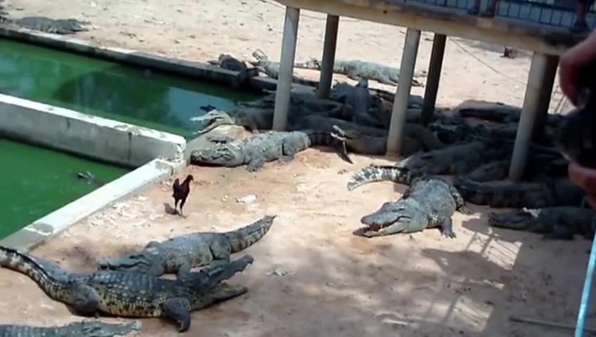 Crocodile ate chicken instant attack. Dinosaur clash.