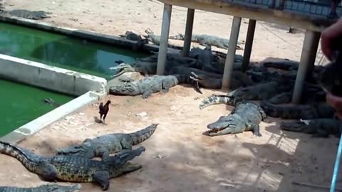 Crocodile ate chicken instant attack. Dinosaur clash.