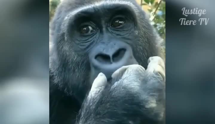 chimpanzee eating its nose's substance