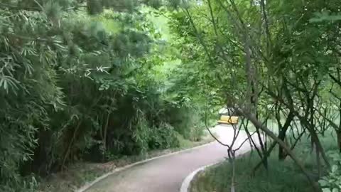 Bamboo forest in a small park