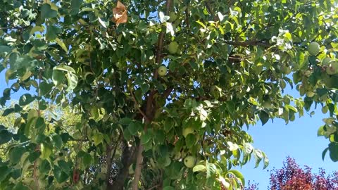 This tree is full of fruit