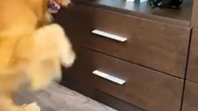 golden retriever takes care of pregnant wife