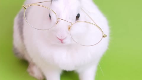 Bunny reading