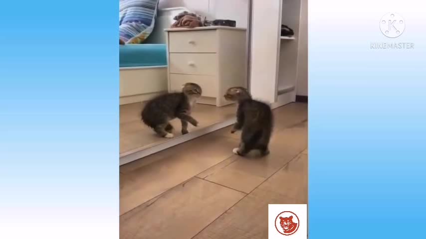 Pets and funny animals #01