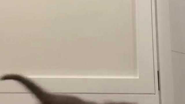 Little kitty