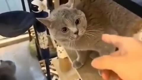 Cute and Funny Cat Videos Compilation - PART 83