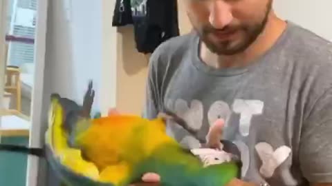 my cousin plays with his parrots