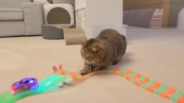 Cats vs Racing Car