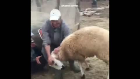 Funny sheep