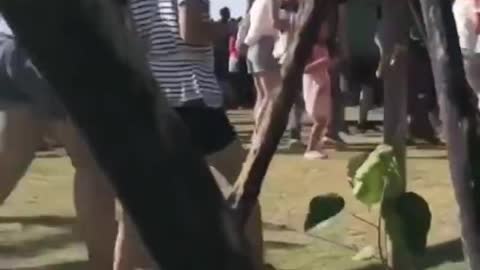 Child lifted meters into the air by giant kite at Taiwan festival