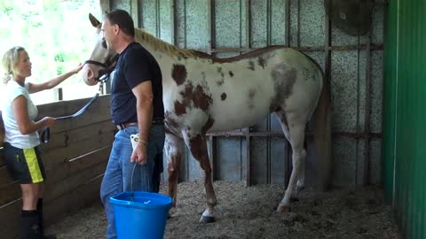 How to clean horse legs