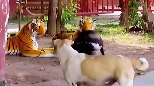 Scared dog🤣🤣🤣🤣🐕🐕