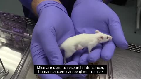 How animals are used in research