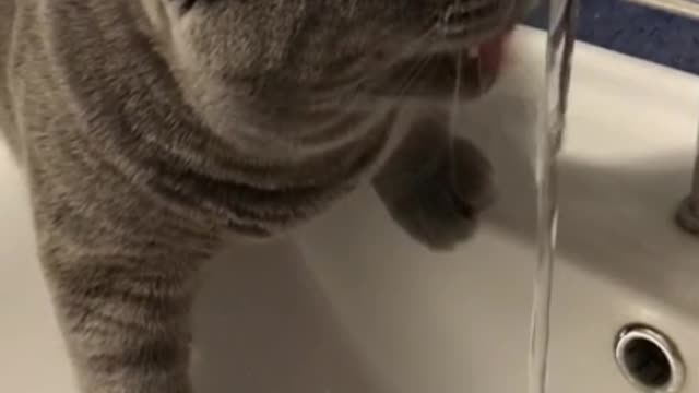 Marsic drinks water from the tap