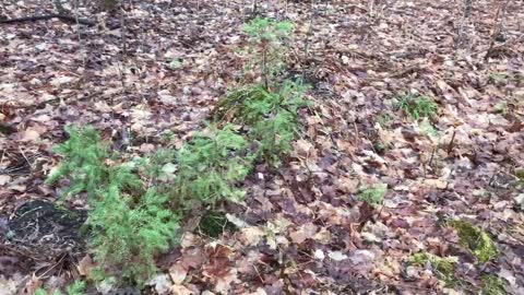 Pulling trees for transplanting