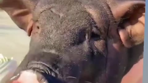 Funny video