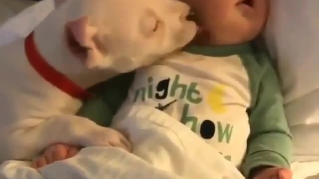 Dog playing and kisses with cute babay