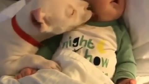 Dog playing and kisses with cute babay