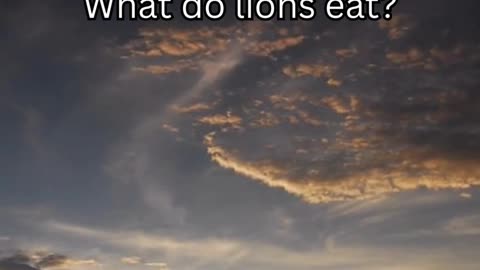 Lion fact 5 - What do lions eat?