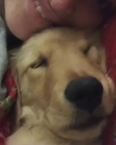 Adorable puppy snoring funny