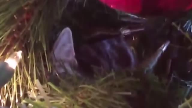 ■ FUNNY VIDEO || CAT ATTACK CHRISTMAS TREE....! PART 4