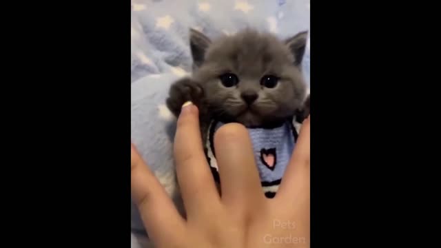 funny animals video 2022