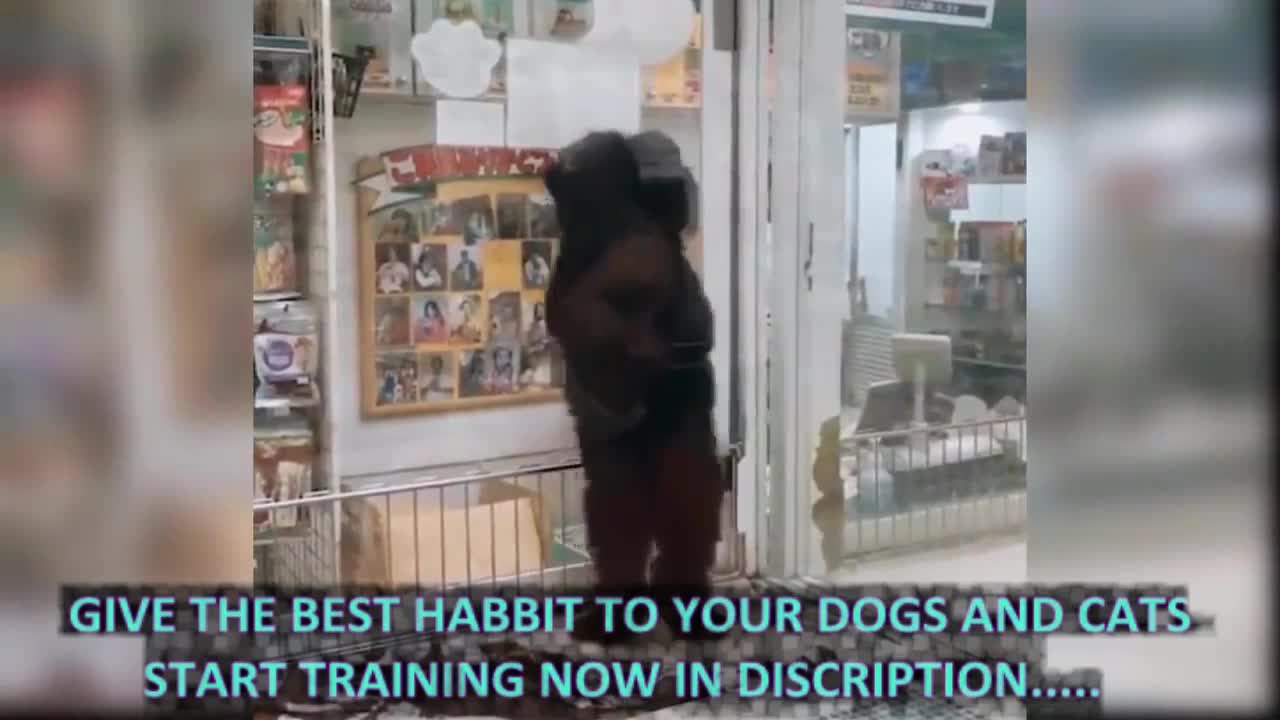 Give good habit to your dog