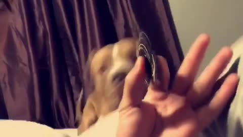 Guy spins fidget spinner and dog runs away