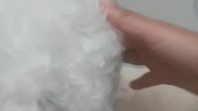 Puppy sneezing