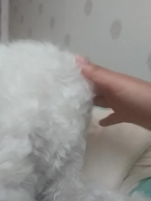 Puppy sneezing