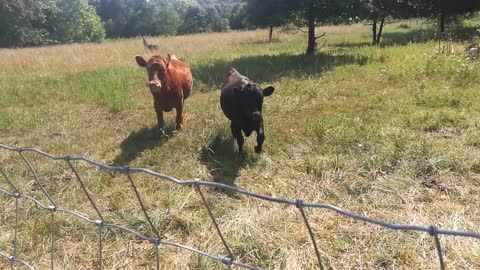 Cows Running to Amy