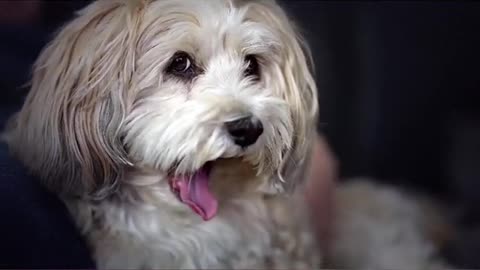 Cute baby dog funniest compilation videos