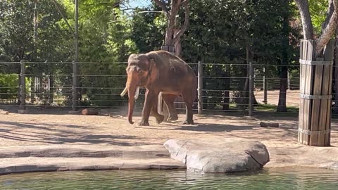 Elephant Enjoying the Zoo Life