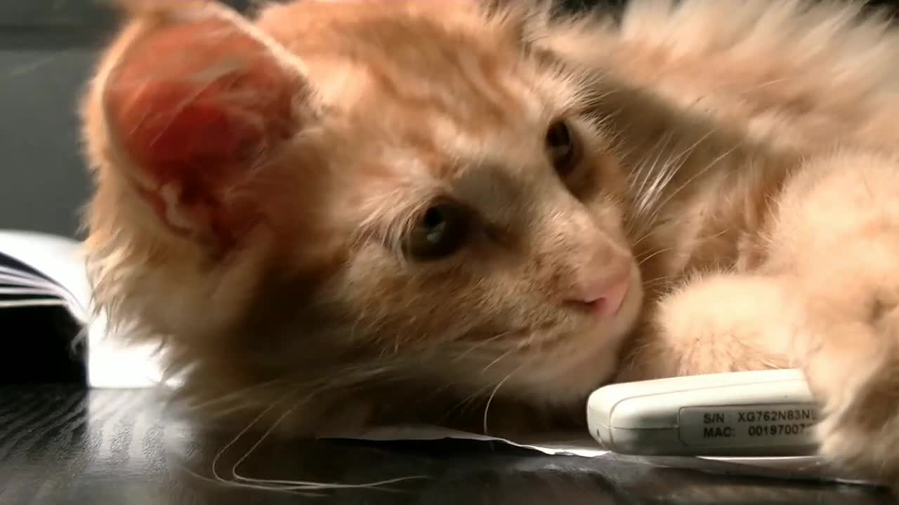 Beautiful Cat Funny Video