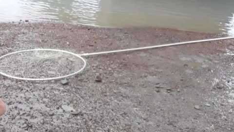 Kenai River Dipnetting, I got 8 eventually that day. July 25, 2022