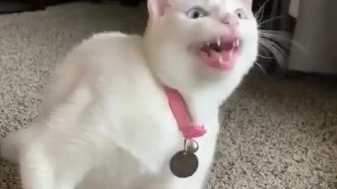 Funny cat video..