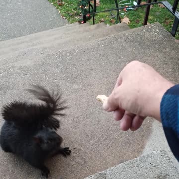 Feeding Black Squirrel Peanuts