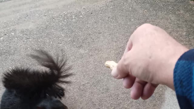Feeding Black Squirrel Peanuts