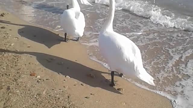 the sea and the swans