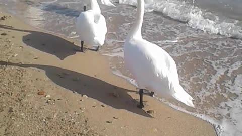 the sea and the swans